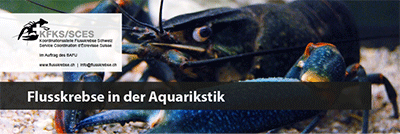 Merkblatt Flusskrebse in der Aquaristik